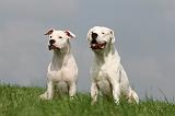 DOGUE ARGENTIN 415